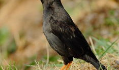 八哥爆料吃瓜,娱乐圈最新吃瓜大揭秘！